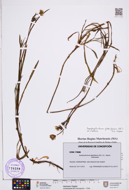 Symphyotrichum glabrifolium [Espécimen: ]