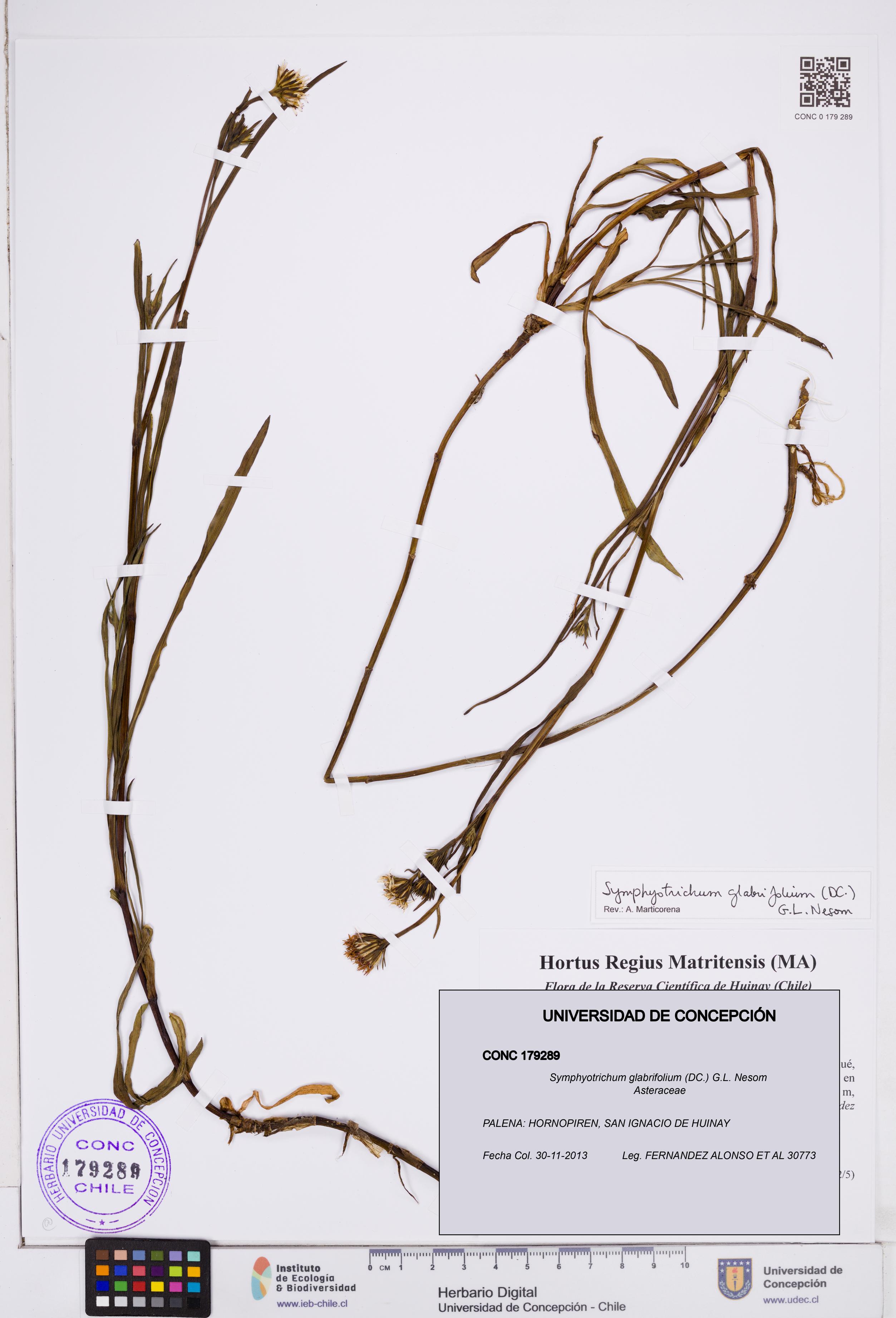 Symphyotrichum glabrifolium [Espécimen: ]