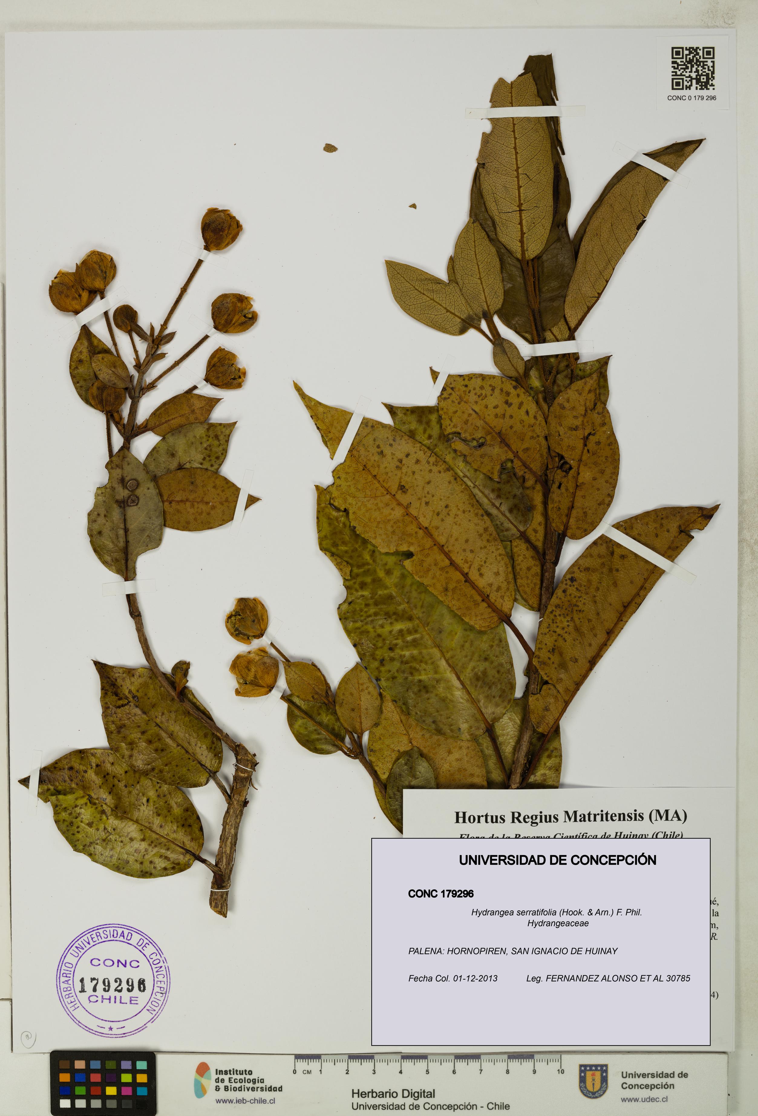 Hydrangea serratifolia [Espécimen: UDEC:CONC:0179296]