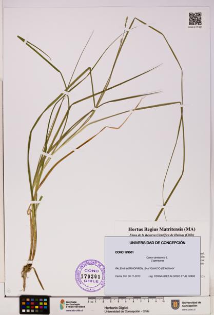 Carex canescens [Espécimen: UDEC:CONC:0179301]