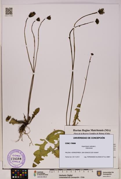 Hypochaeris radicata [Espécimen: UDEC:CONC:0179308]