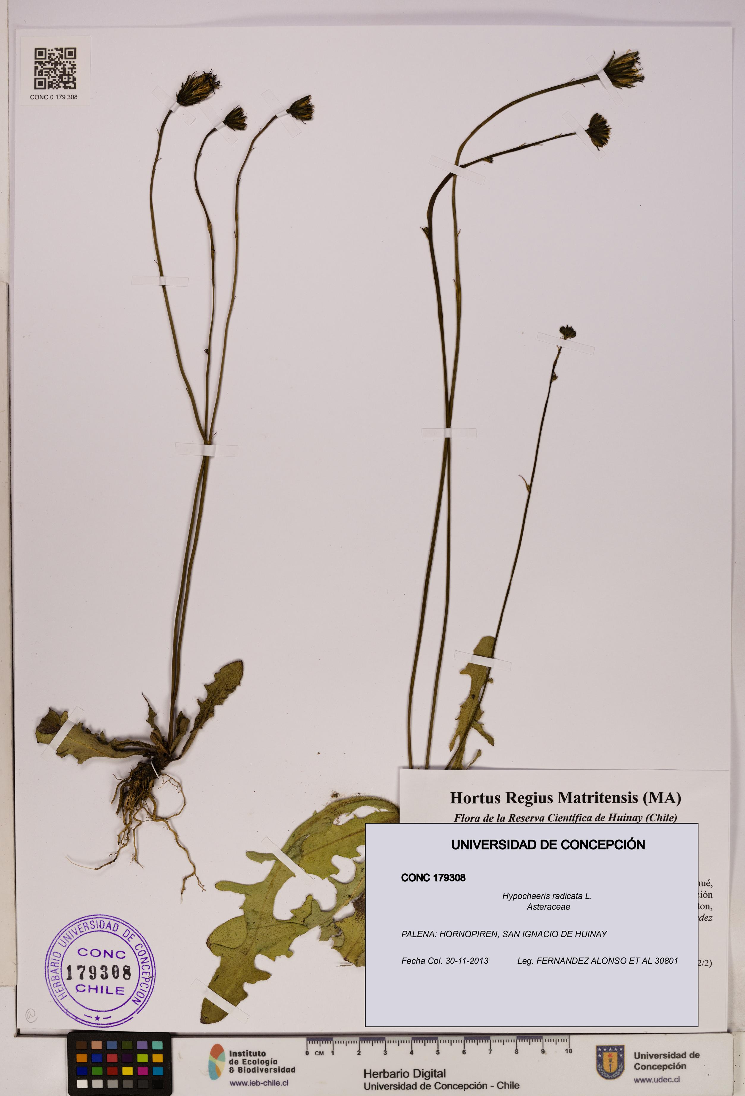 Hypochaeris radicata [Espécimen: UDEC:CONC:0179308]