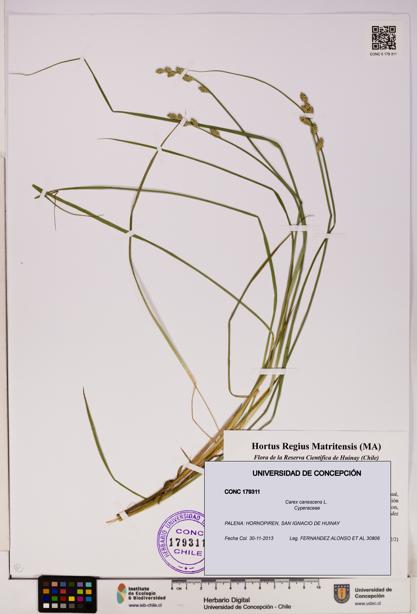 Carex canescens [Espécimen: UDEC:CONC:0179311]
