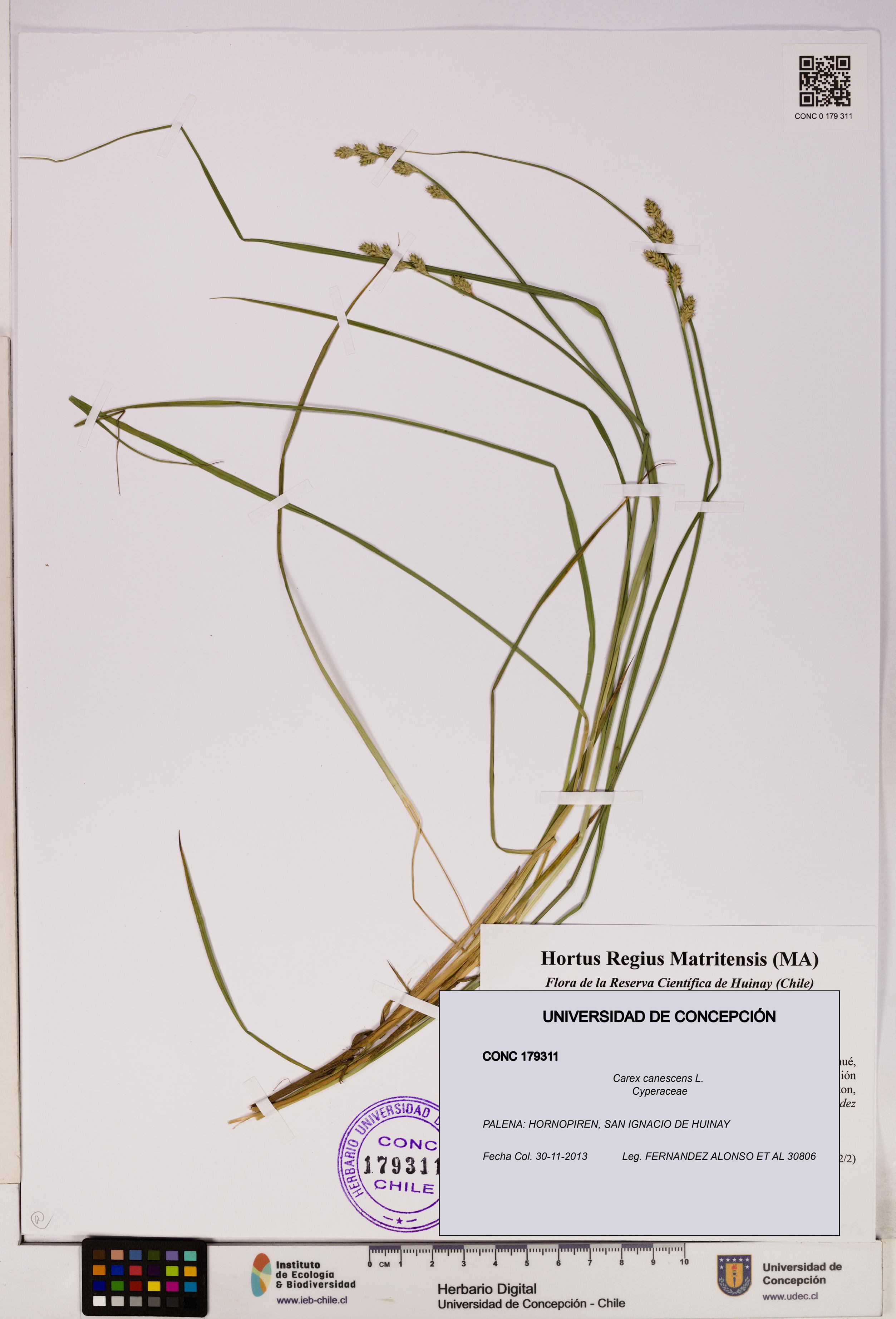 Carex canescens [Espécimen: UDEC:CONC:0179311]
