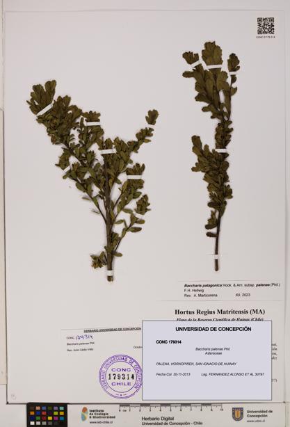 Baccharis patagonica [Espécimen: UDEC:CONC:0179314]