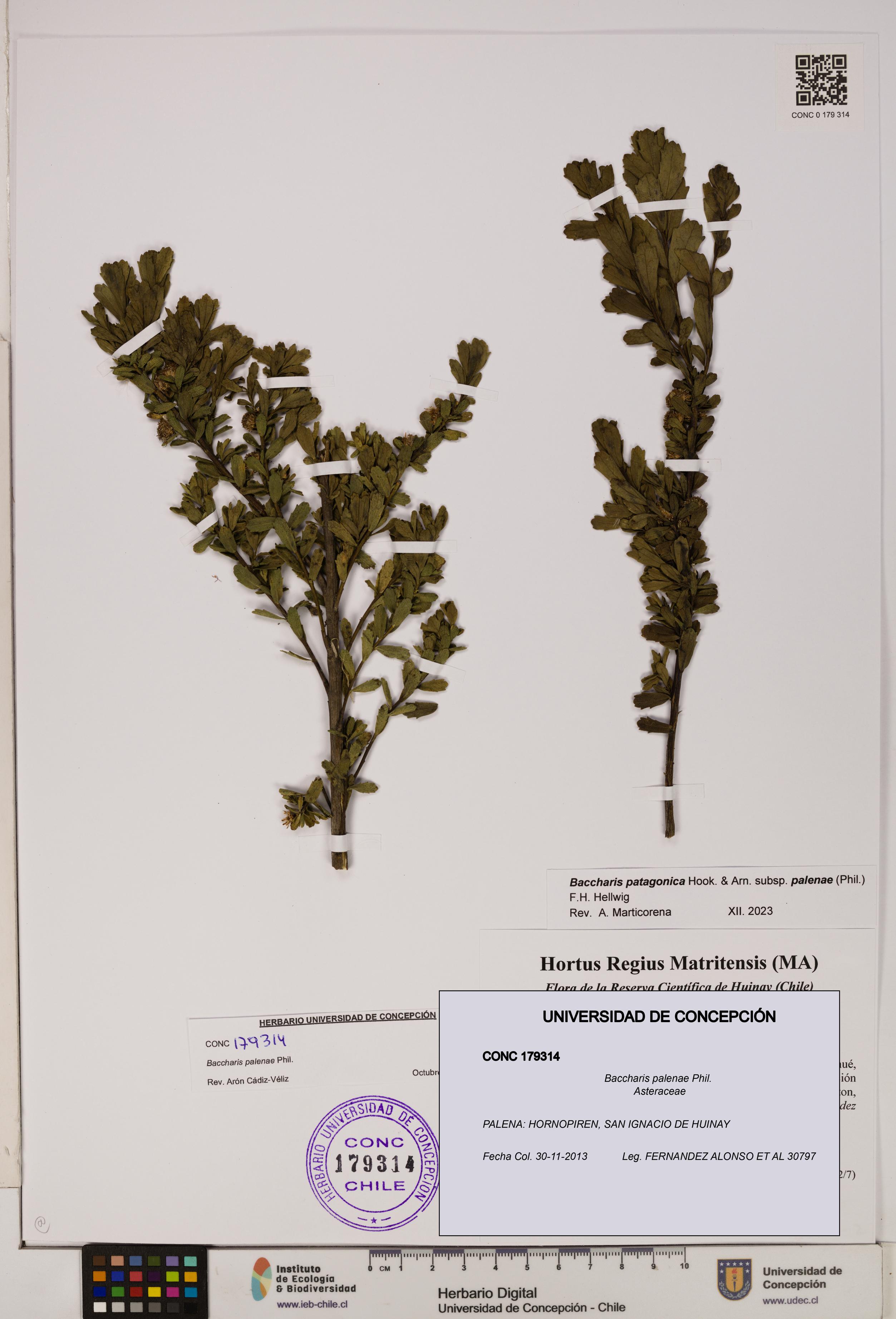 Baccharis patagonica [Espécimen: UDEC:CONC:0179314]