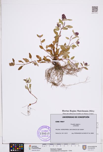 Prunella vulgaris [Espécimen: ]