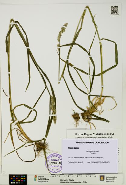 Dactylis glomerata [Espécimen: UDEC:CONC:0179319]