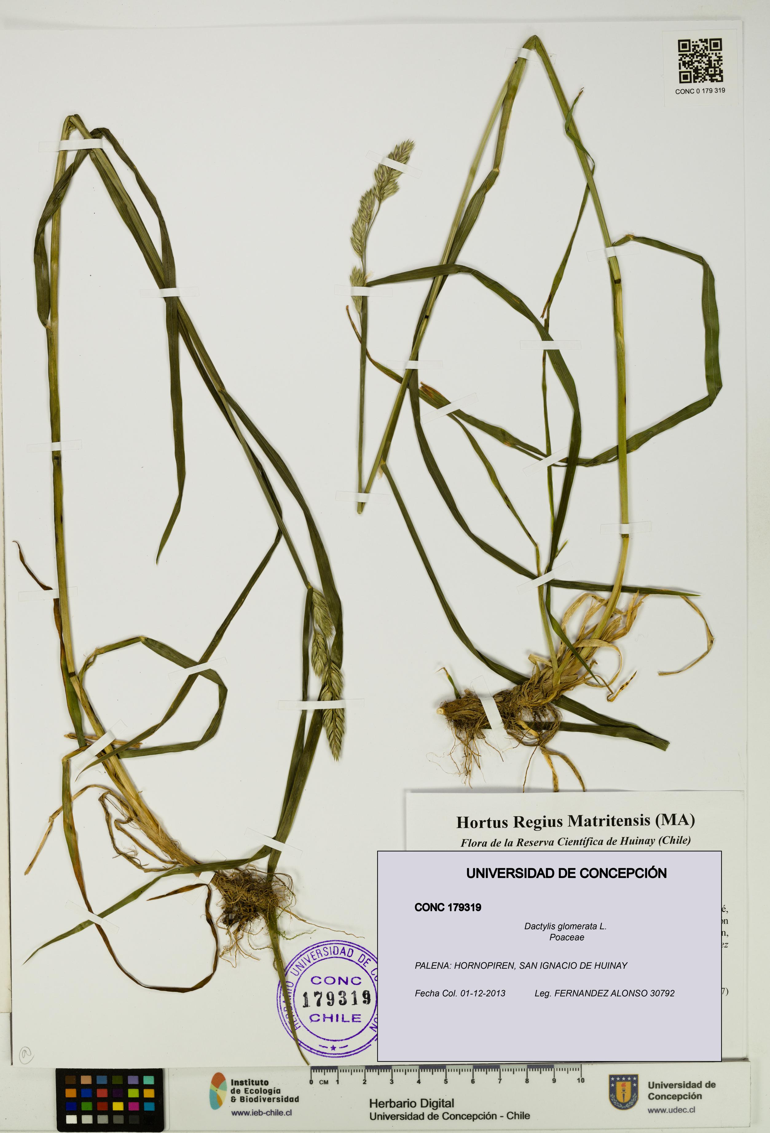 Dactylis glomerata [Espécimen: UDEC:CONC:0179319]