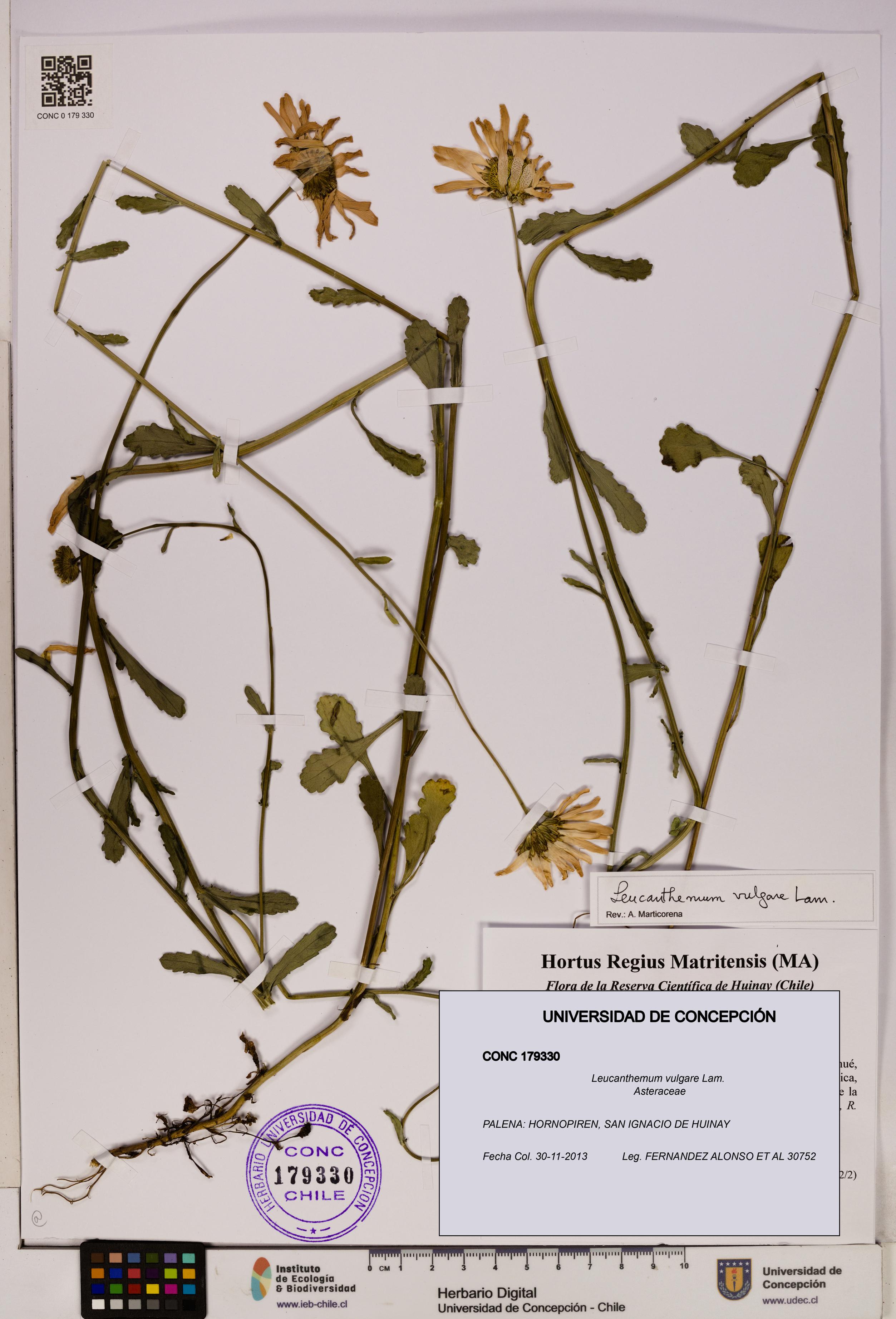 Leucanthemum vulgare [Espécimen: UDEC:CONC:0179330]