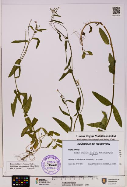 Epilobium tetragonum [Espécimen: UDEC:CONC:0179332]