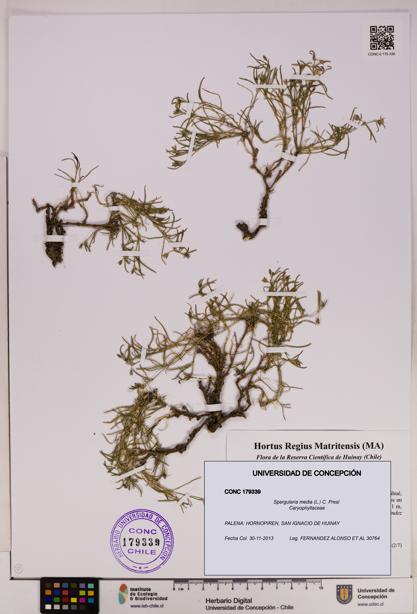 Spergularia media [Espécimen: UDEC:CONC:0179339]