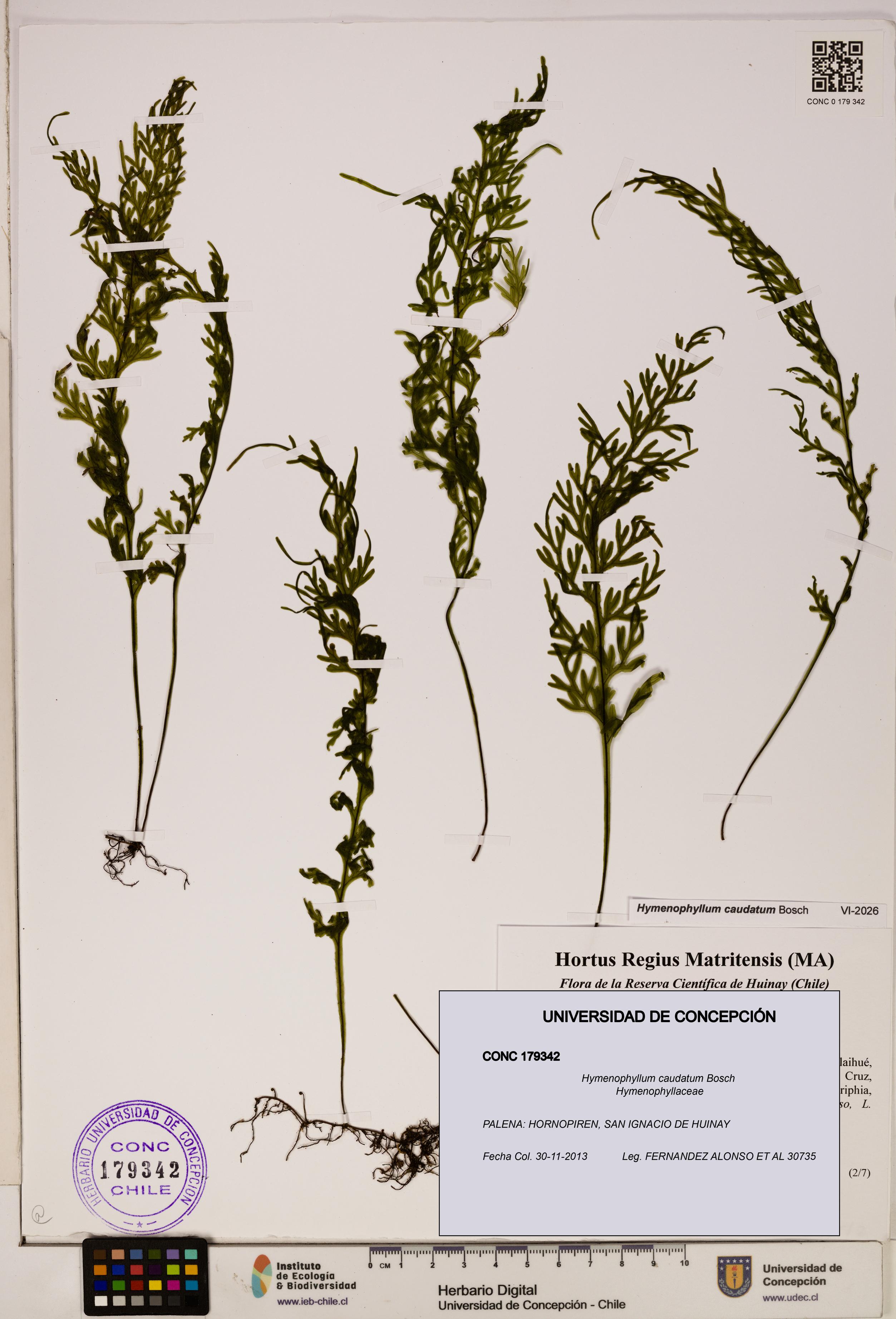Hymenophyllum caudatum [Espécimen: UDEC:CONC:0179342]