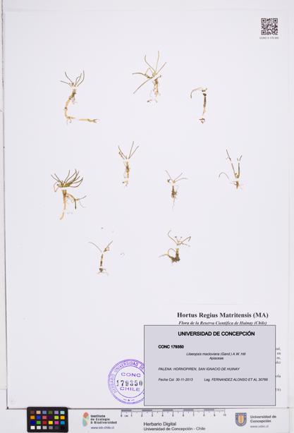Lilaeopsis macloviana [Espécimen: ]