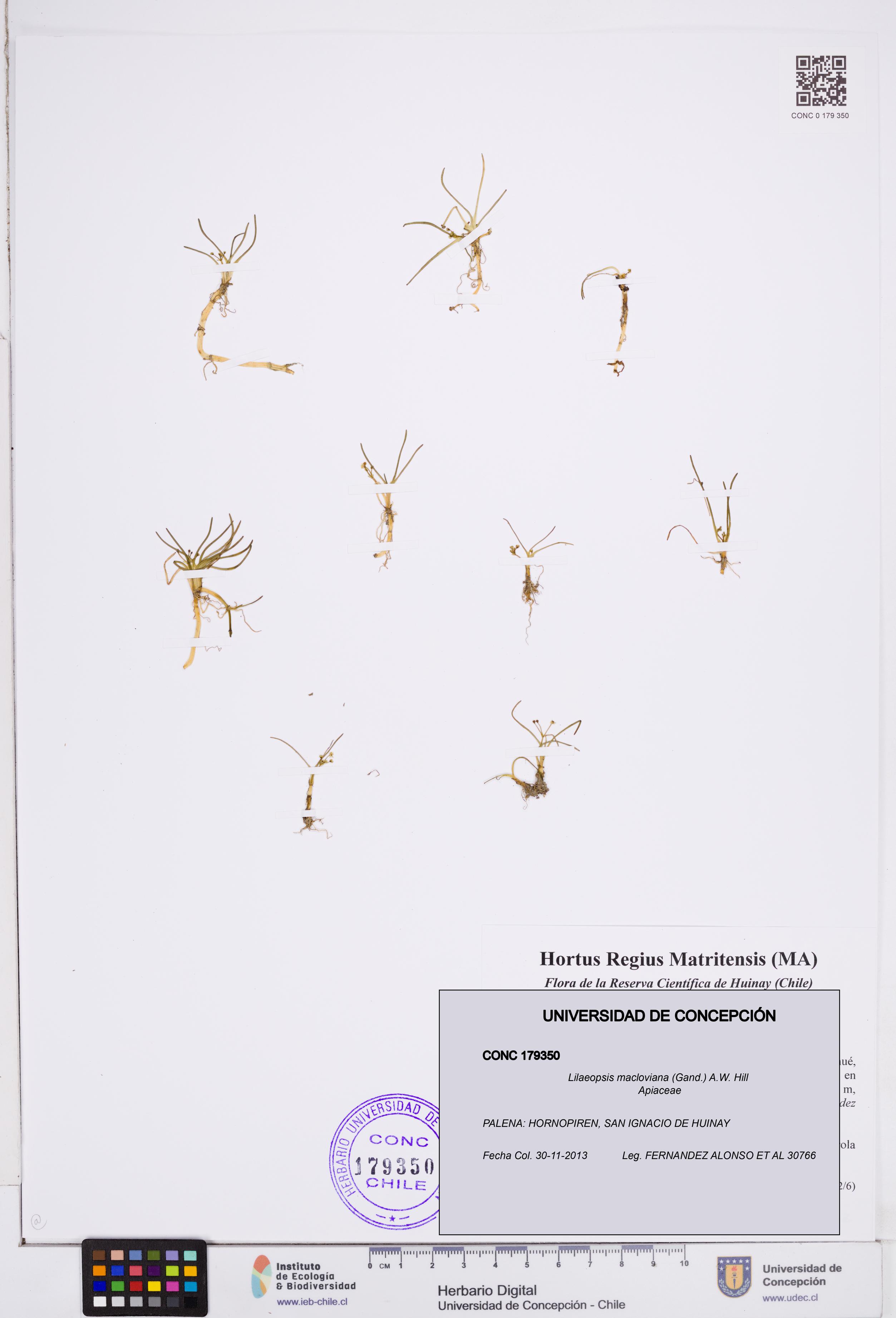 Lilaeopsis macloviana [Espécimen: ]