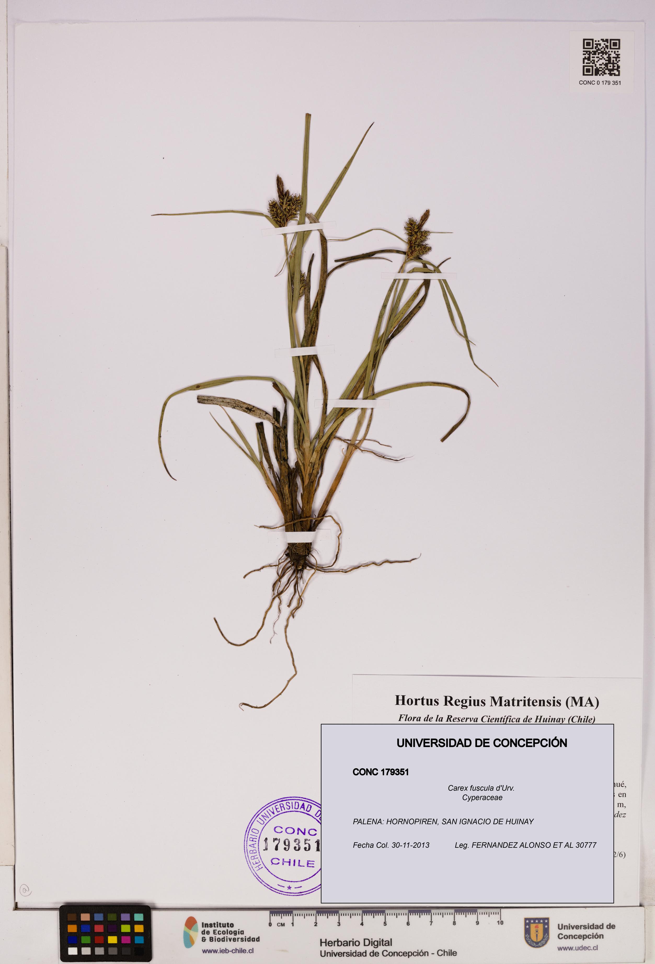 Carex fuscula [Espécimen: UDEC:CONC:0179351]