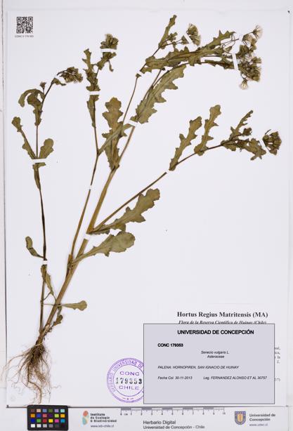 Senecio vulgaris [Espécimen: ]