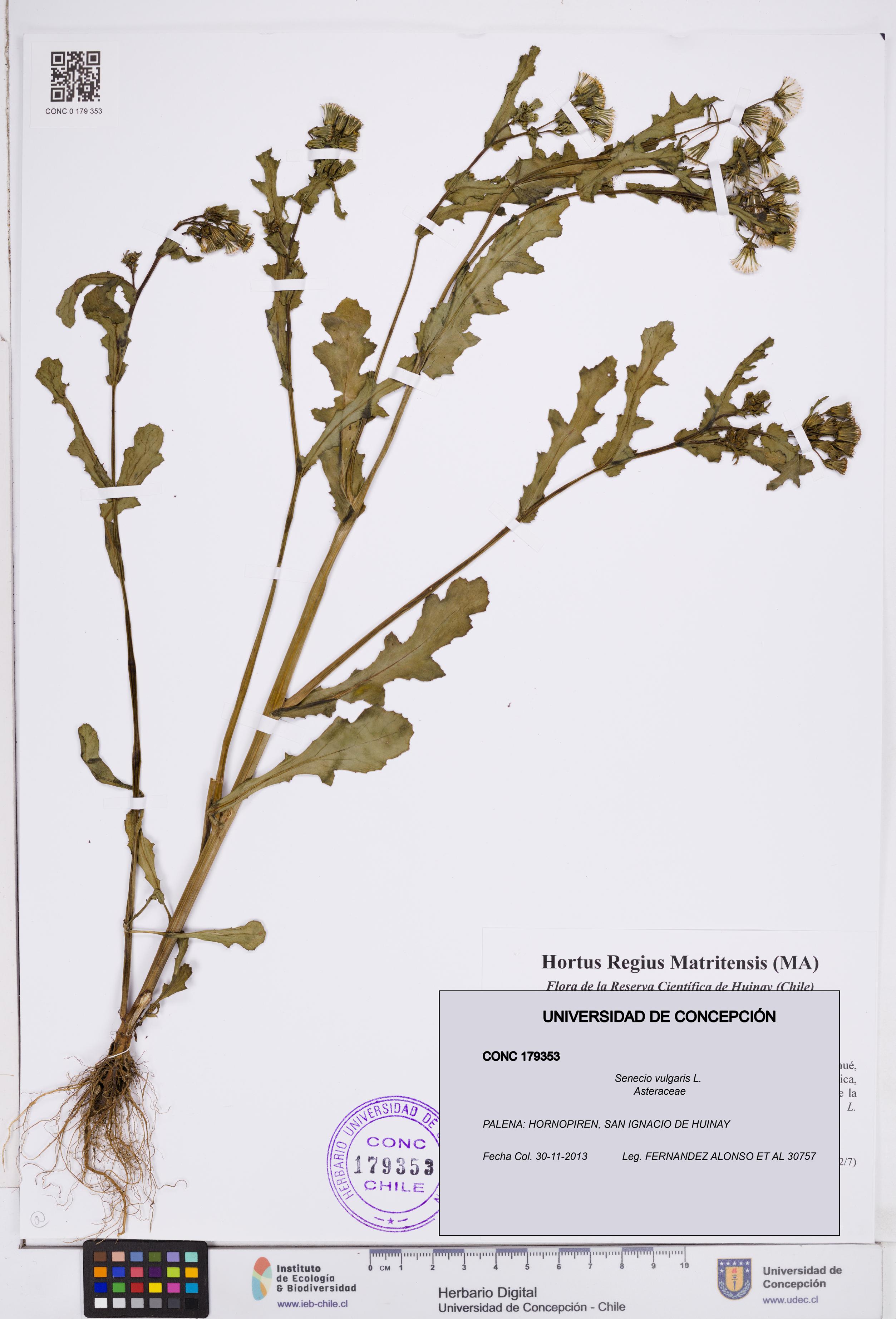 Senecio vulgaris [Espécimen: ]