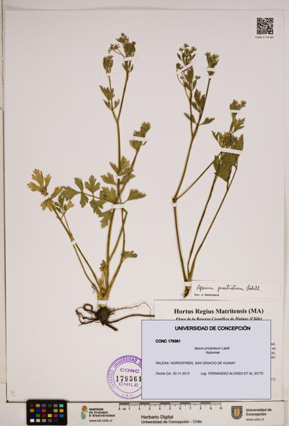 Apium prostratum [Espécimen: ]