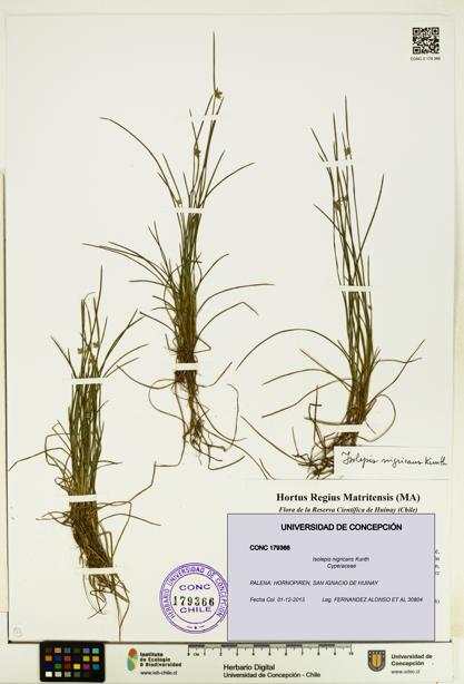 Isolepis nigricans [Espécimen: UDEC:CONC:0179366]