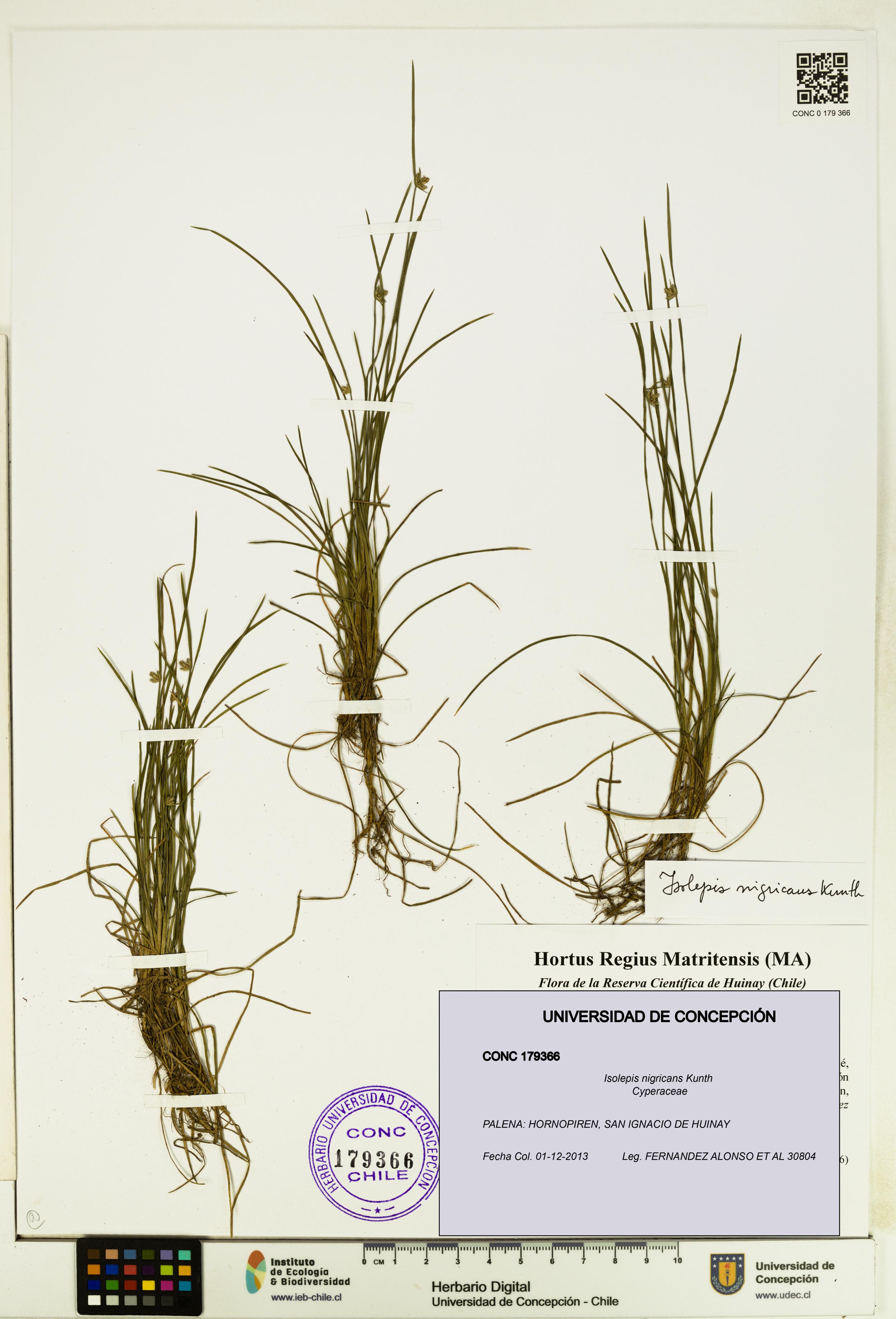Isolepis nigricans [Espécimen: UDEC:CONC:0179366]
