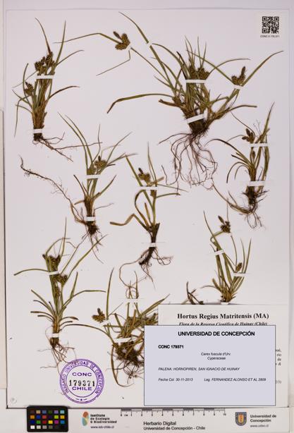 Carex fuscula [Espécimen: UDEC:CONC:0179371]
