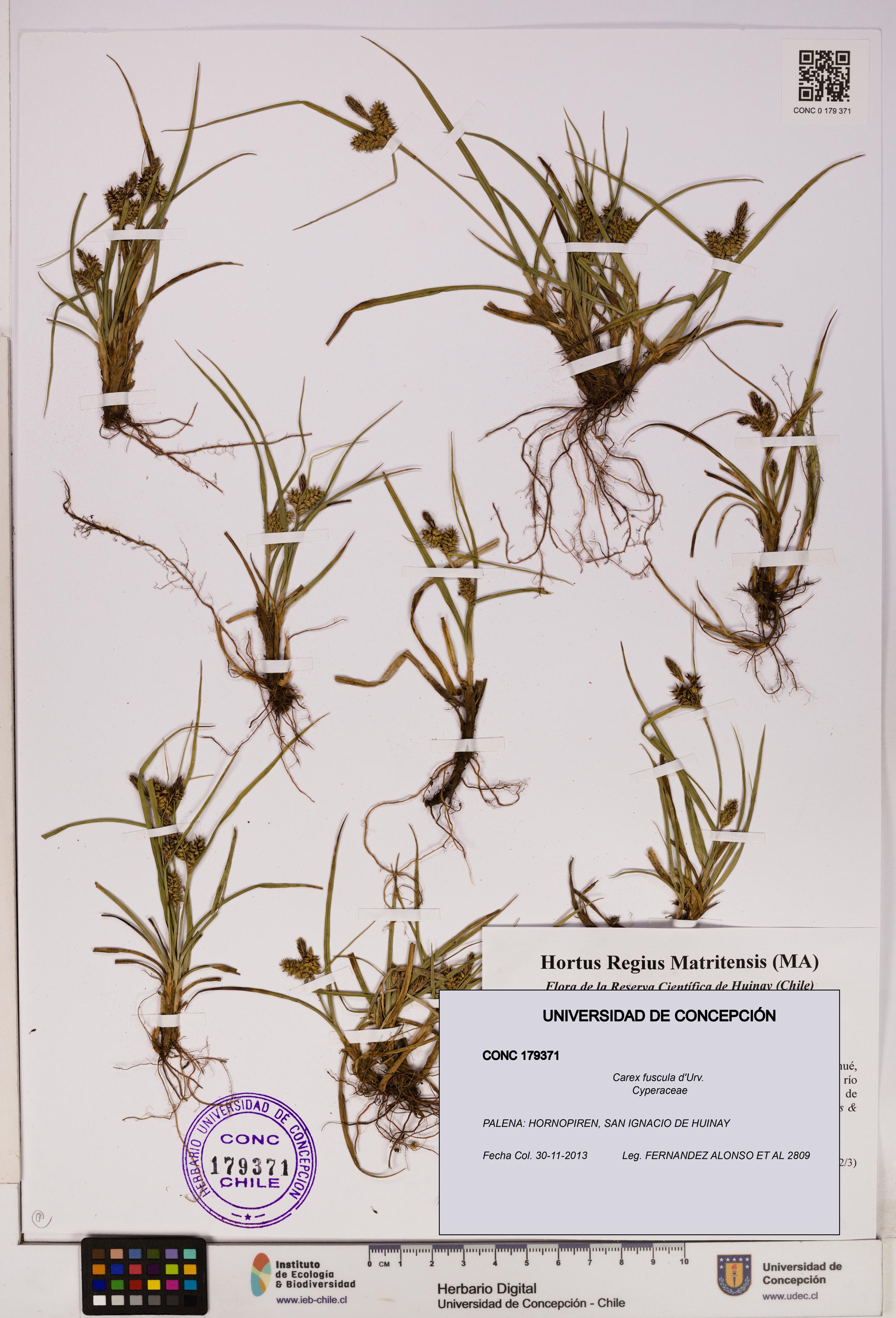 Carex fuscula [Espécimen: UDEC:CONC:0179371]