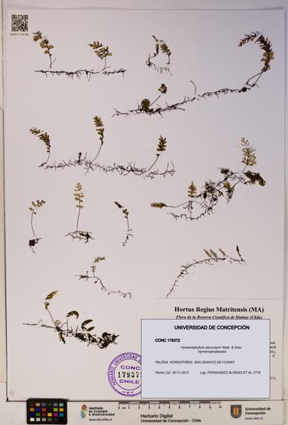 Hymenophyllum secundum [Espécimen: ]
