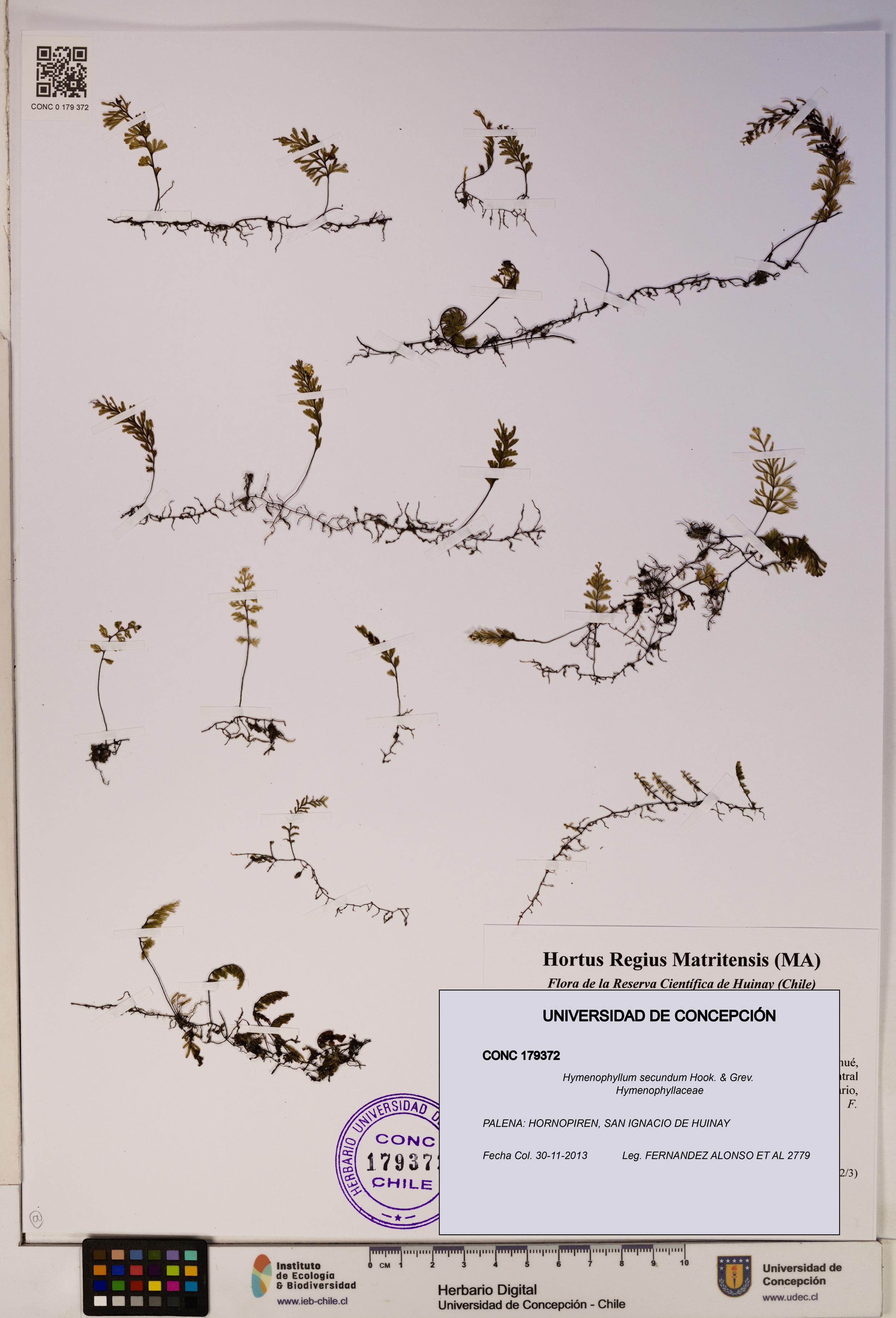Hymenophyllum secundum [Espécimen: ]
