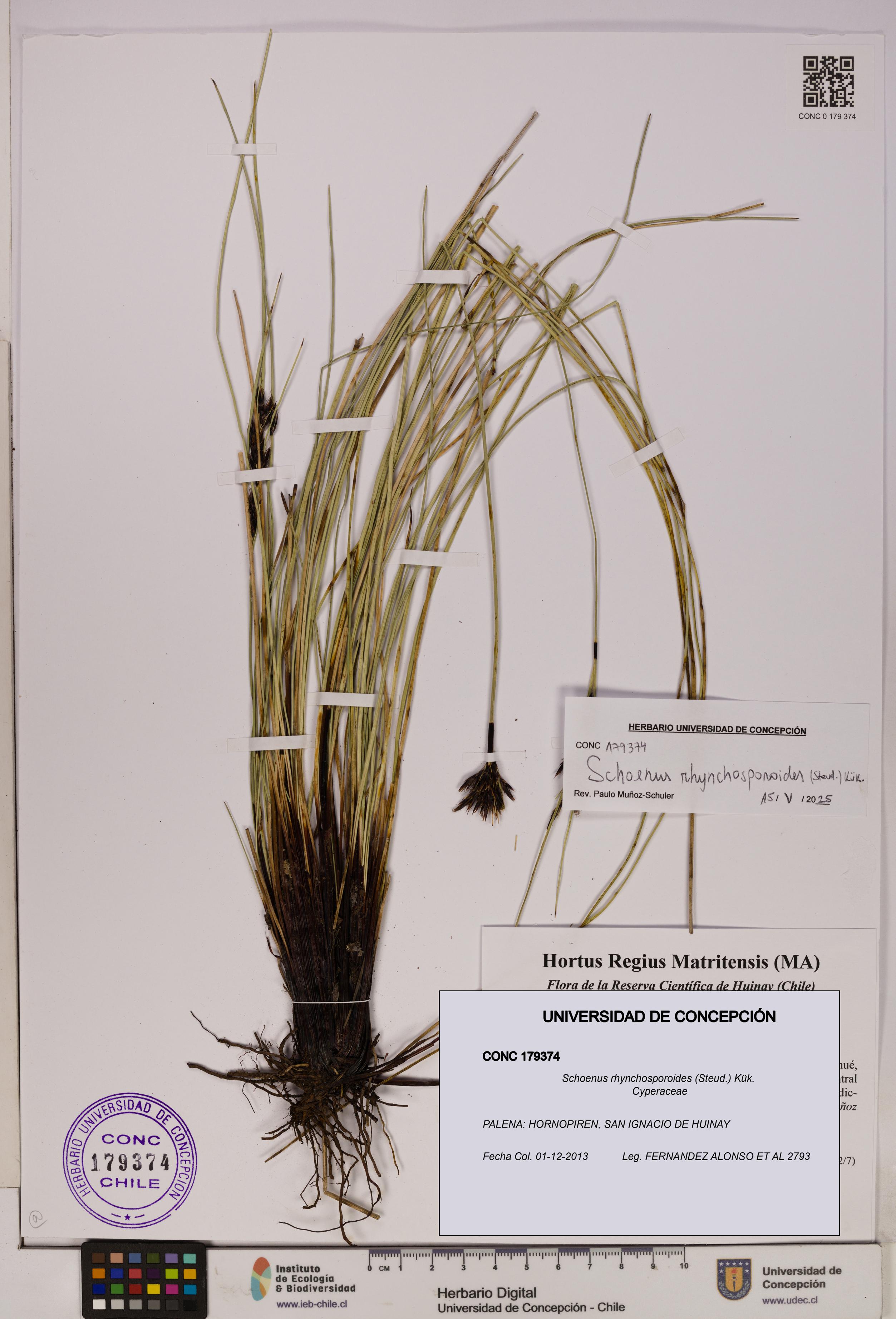 Schoenus rhynchosporoides [Espécimen: UDEC:CONC:0179374]