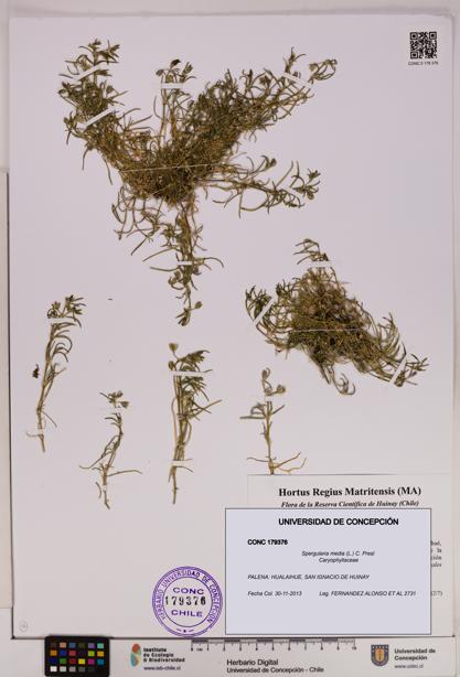 Spergularia media [Espécimen: UDEC:CONC:0179376]