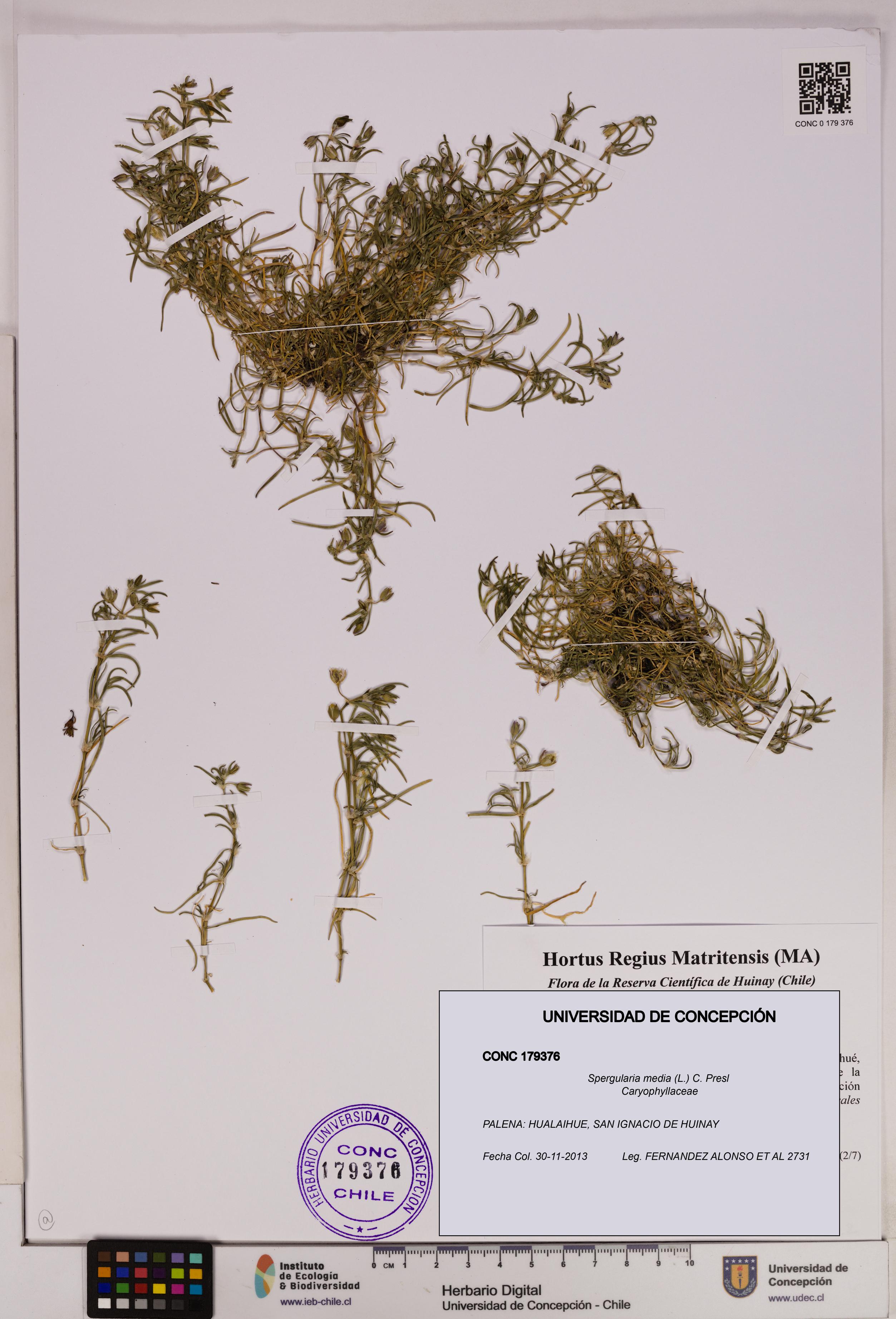 Spergularia media [Espécimen: UDEC:CONC:0179376]