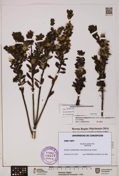 Baccharis patagonica [Espécimen: UDEC:CONC:0179377]