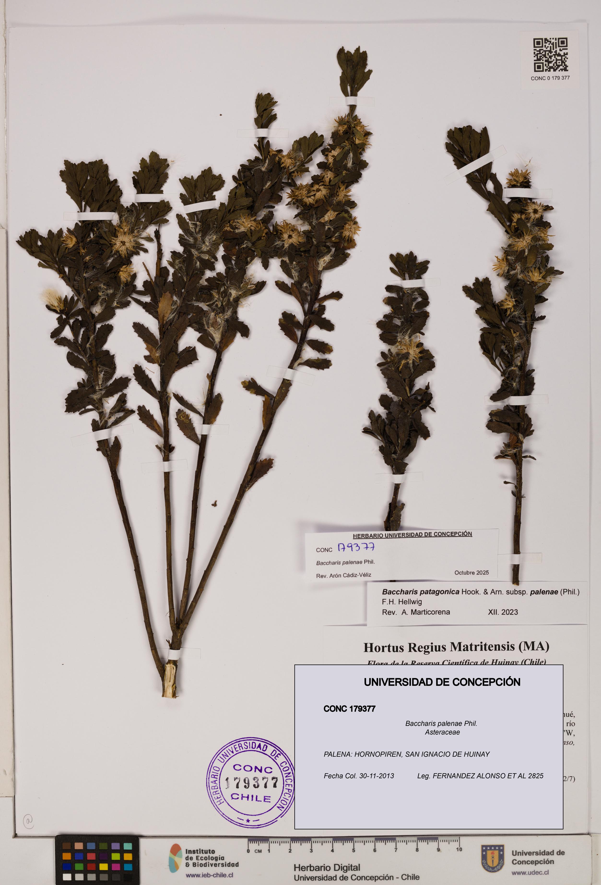 Baccharis patagonica [Espécimen: UDEC:CONC:0179377]