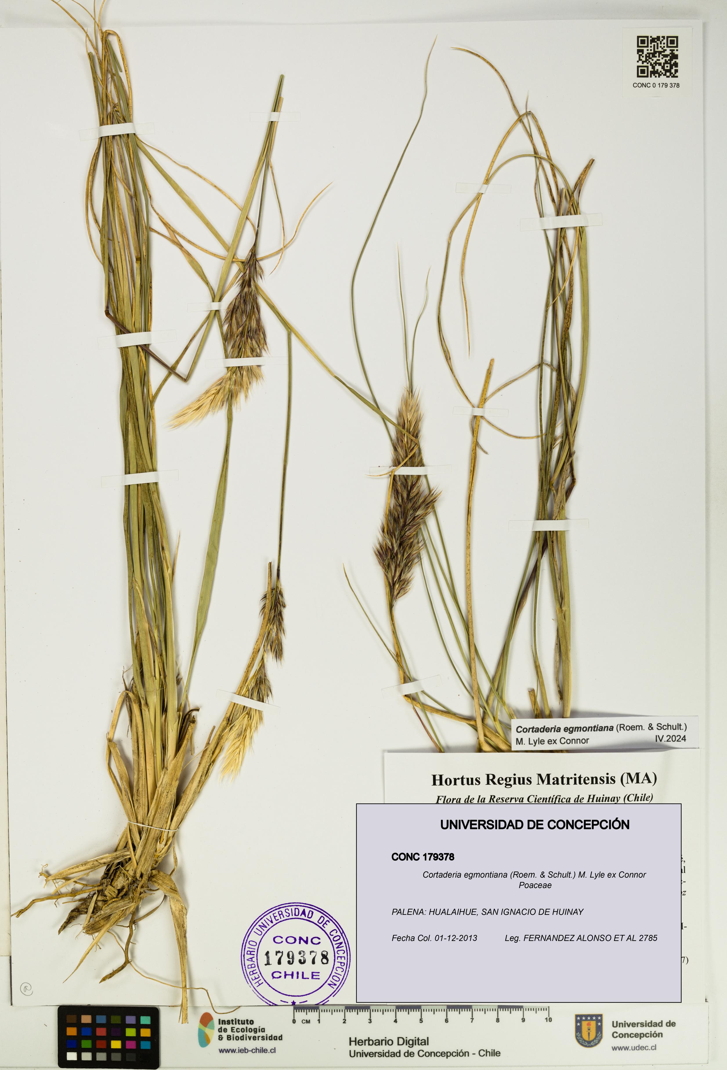 Cortaderia egmontiana [Espécimen: UDEC:CONC:0179378]