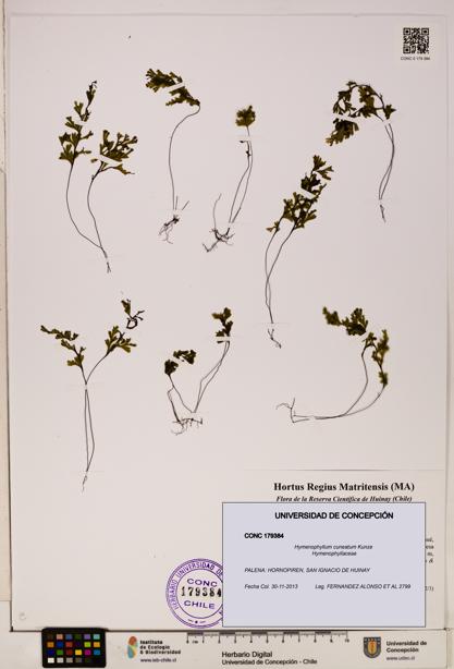 Hymenophyllum cuneatum [Espécimen: UDEC:CONC:0179384]