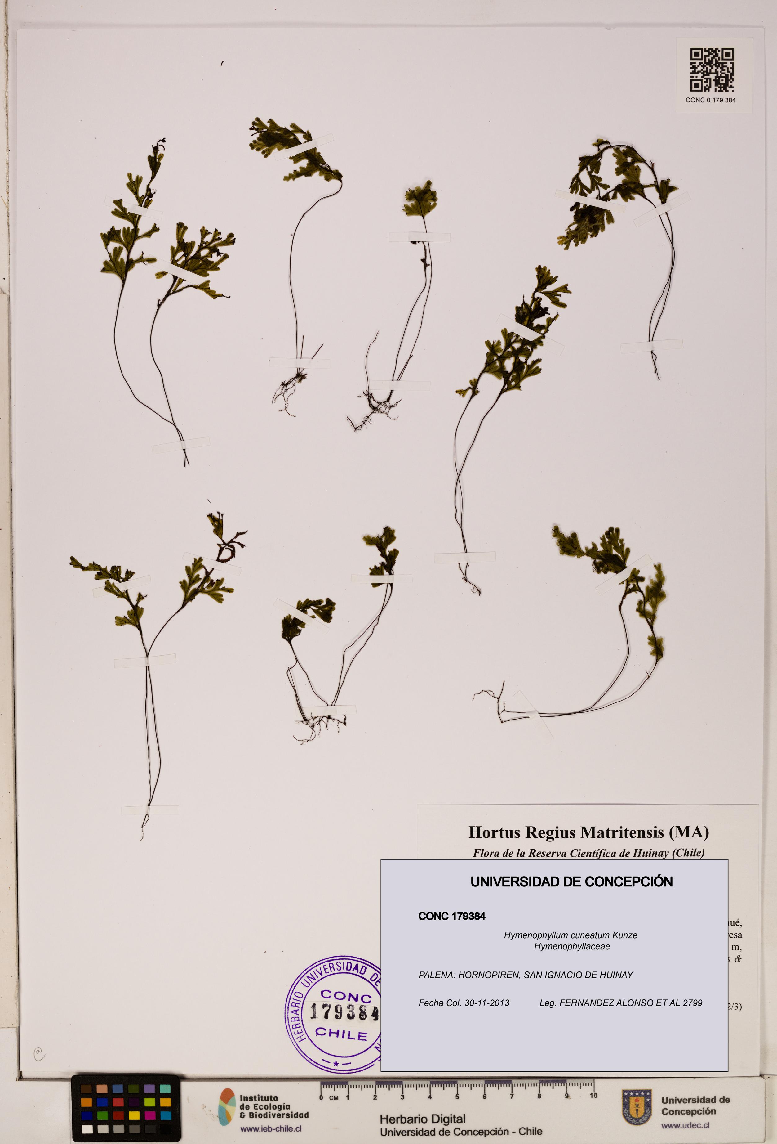 Hymenophyllum cuneatum [Espécimen: UDEC:CONC:0179384]