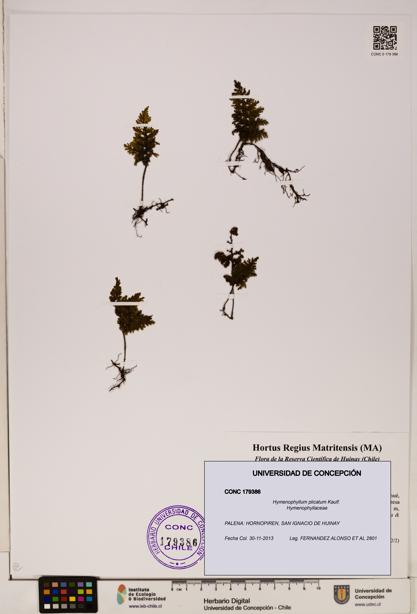 Hymenophyllum plicatum [Espécimen: ]