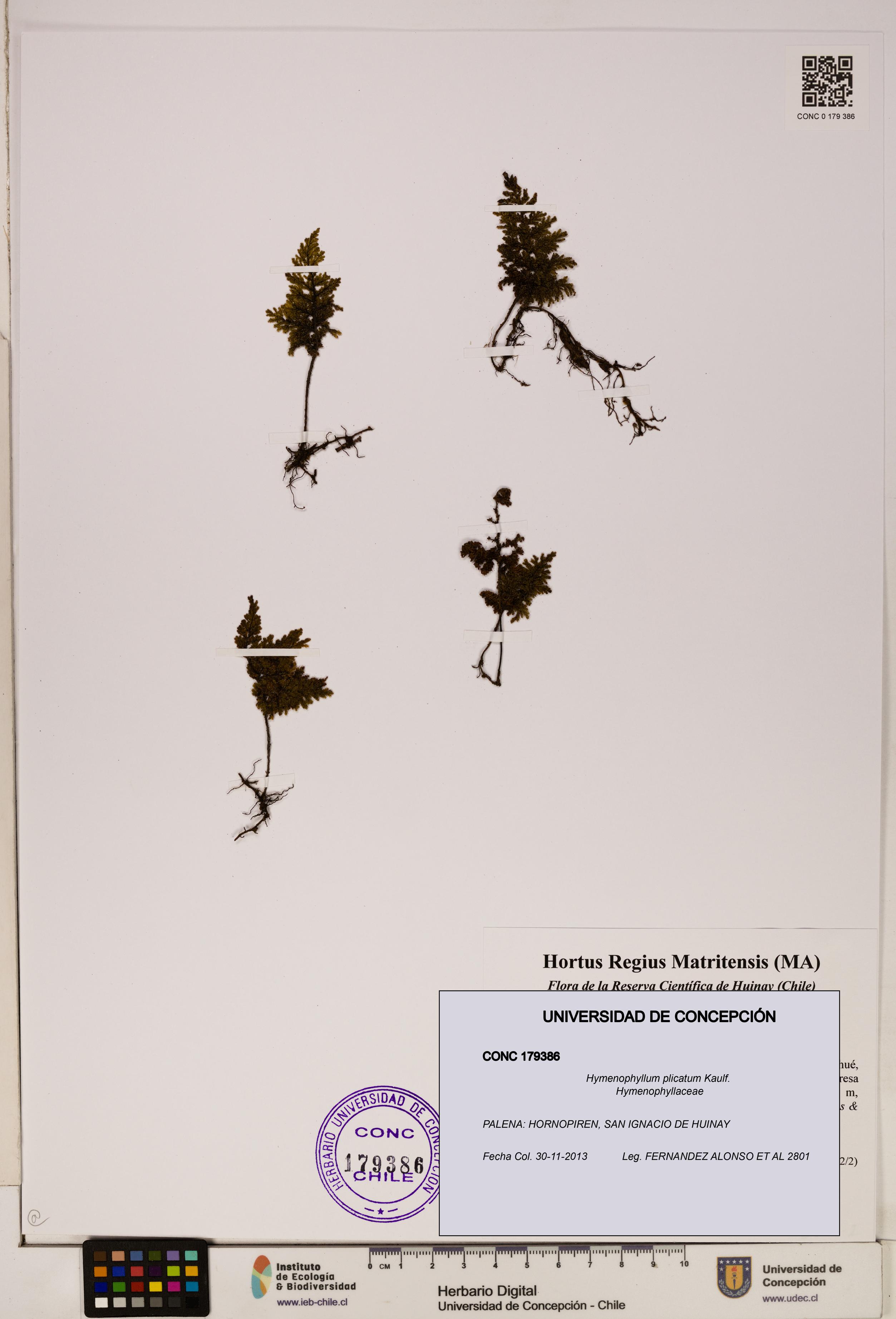 Hymenophyllum plicatum [Espécimen: ]