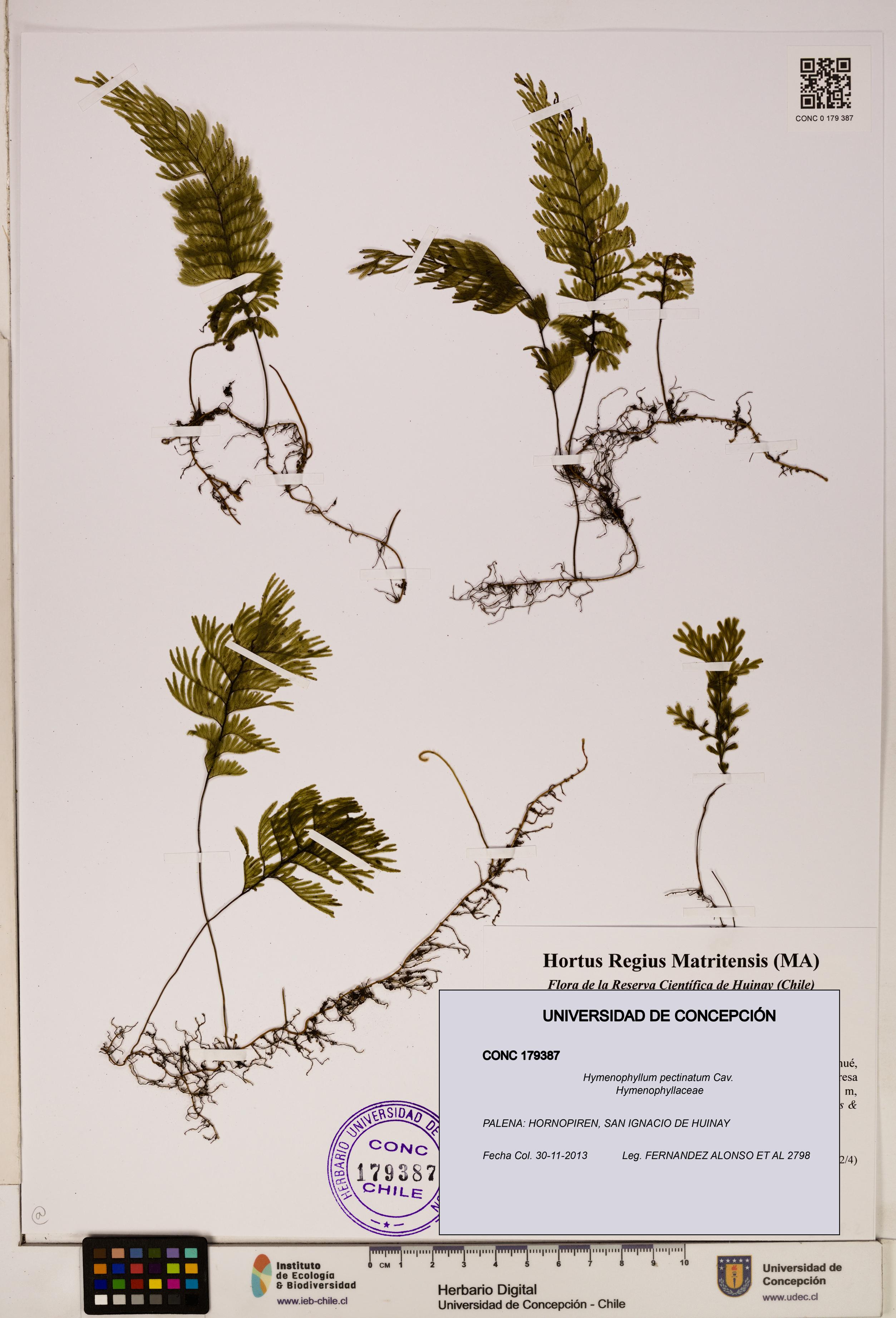Hymenophyllum pectinatum [Espécimen: ]