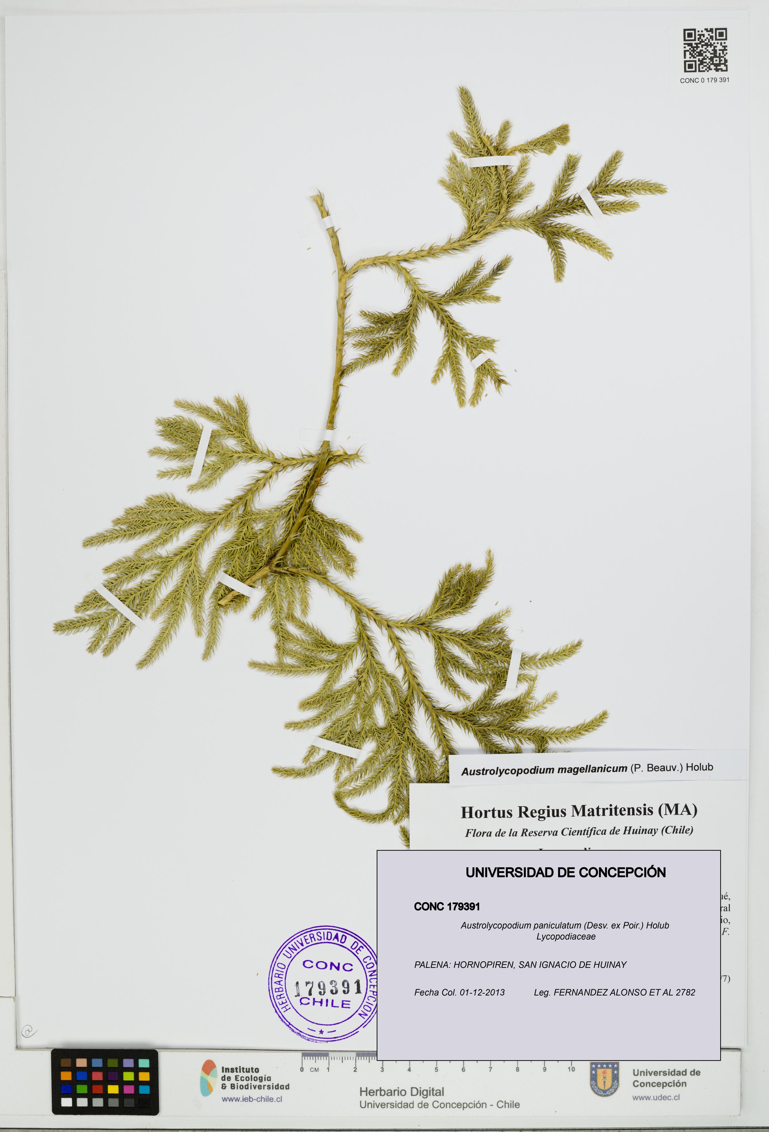 Austrolycopodium paniculatum [Espécimen: UDEC:CONC:0179391]