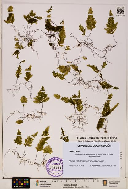 Hymenophyllum dicranotrichum [Espécimen: UDEC:CONC:0179393]