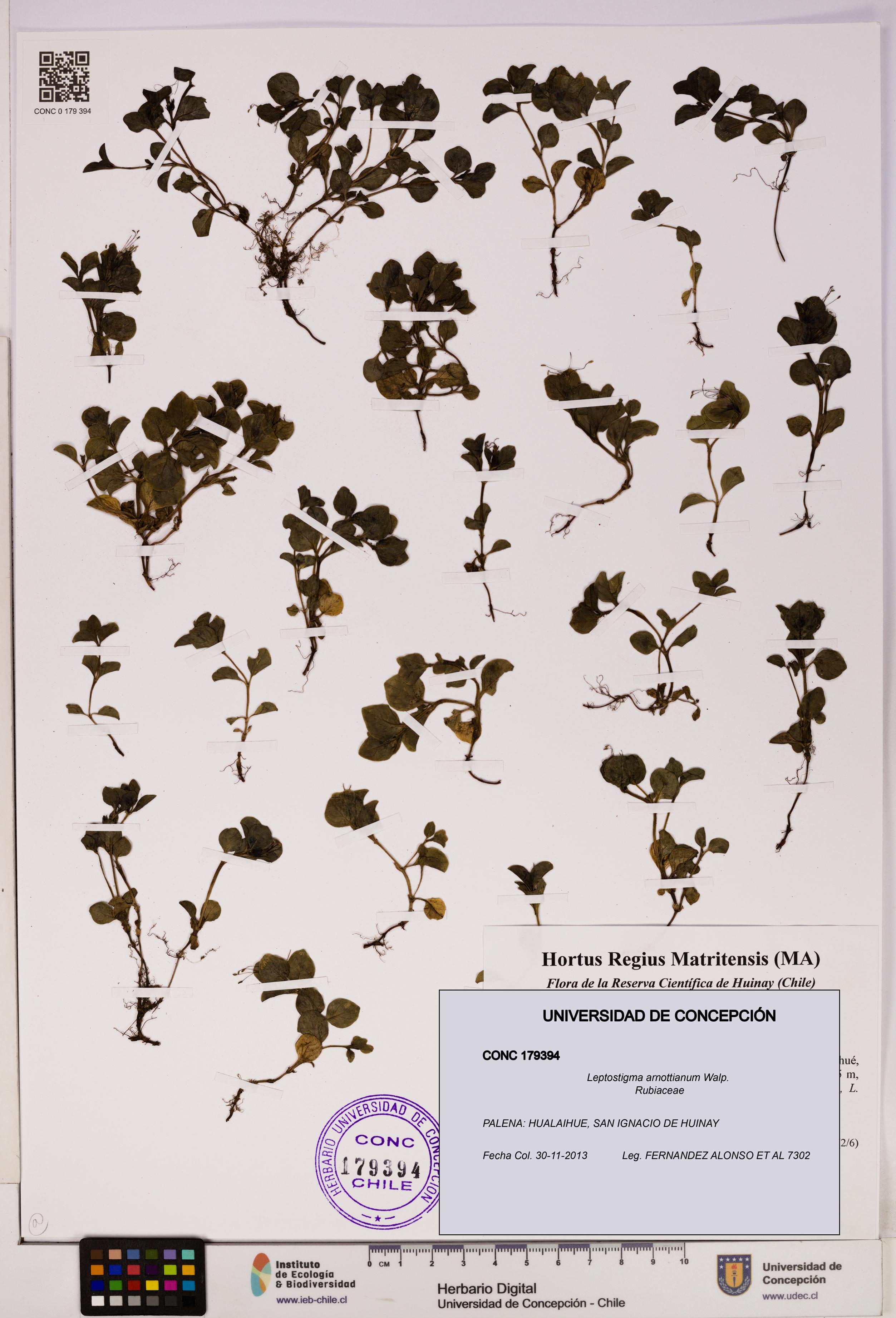 Leptostigma arnottianum [Espécimen: UDEC:CONC:0179394]