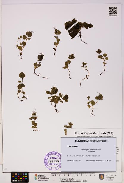 Leptostigma arnottianum [Espécimen: UDEC:CONC:0179395]