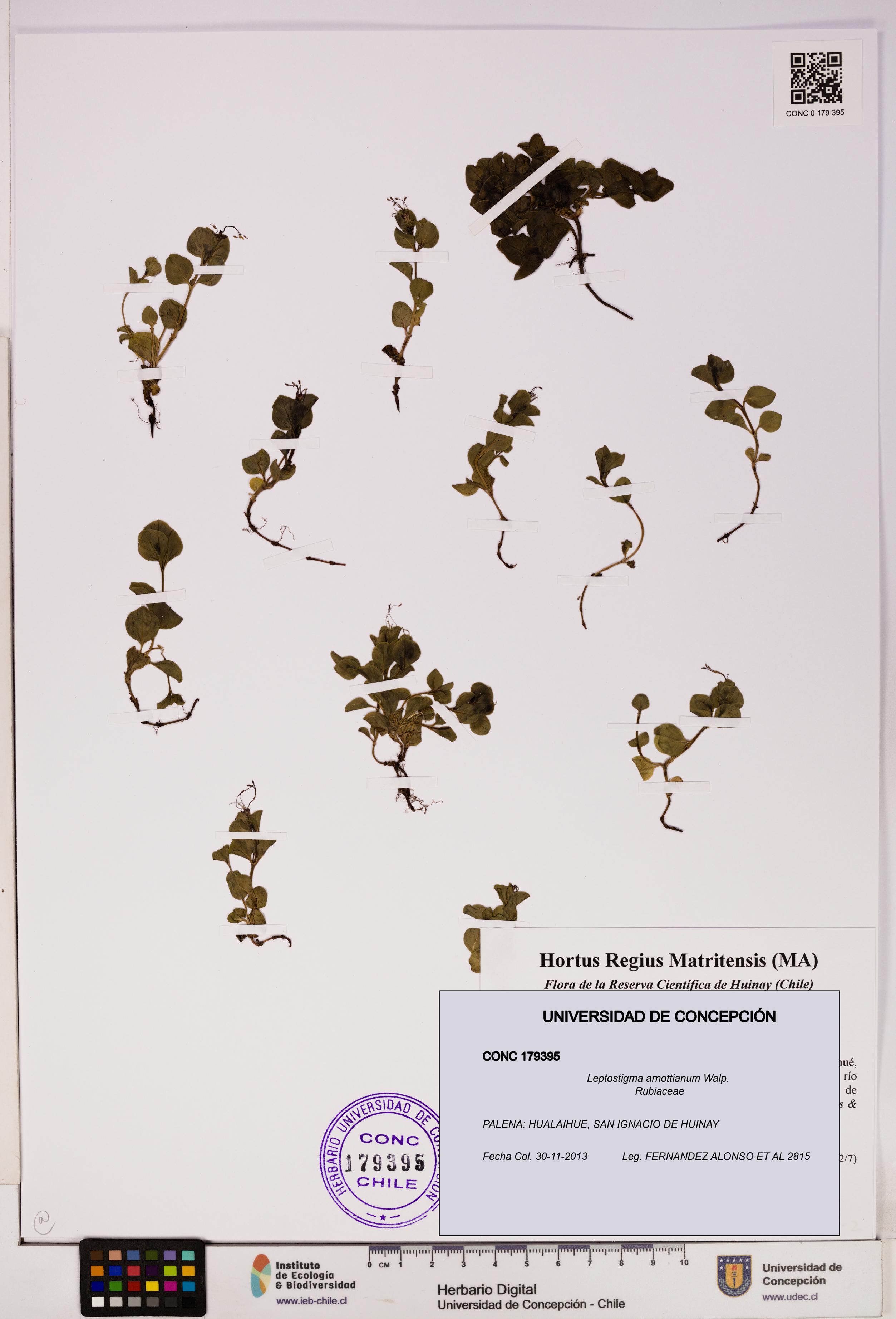 Leptostigma arnottianum [Espécimen: UDEC:CONC:0179395]