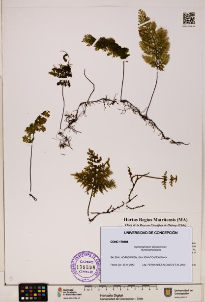Hymenophyllum dentatum [Espécimen: UDEC:CONC:0179398]