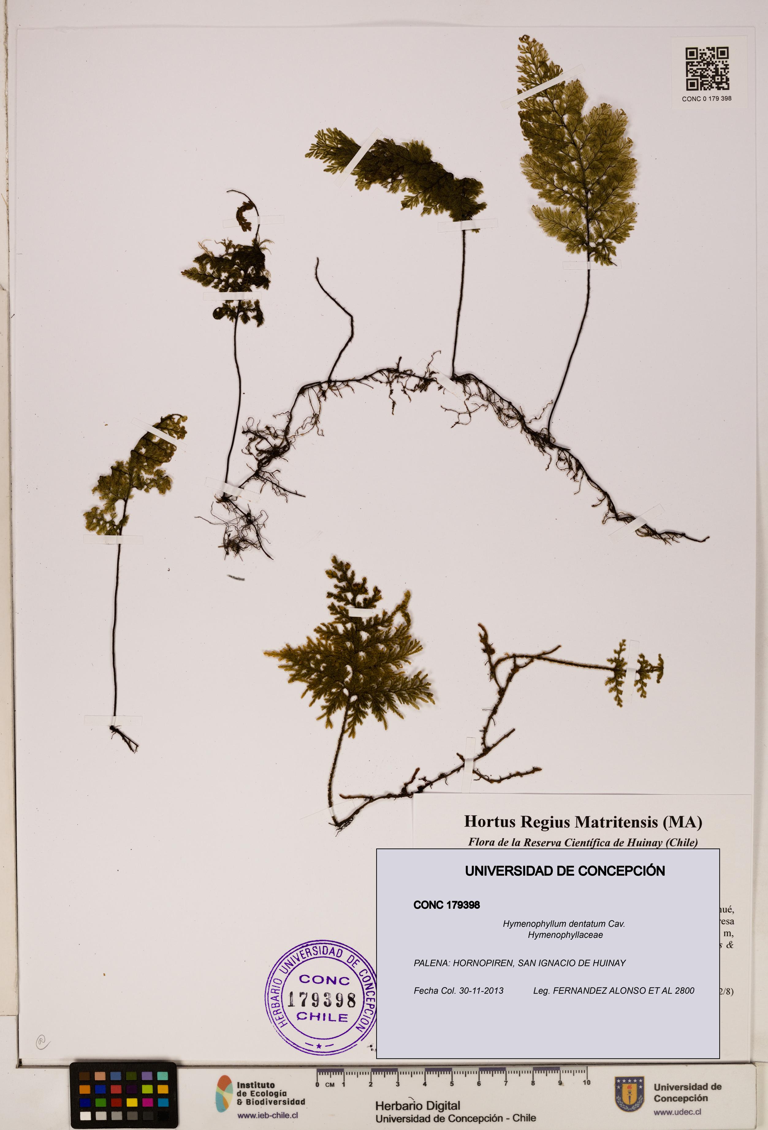 Hymenophyllum dentatum [Espécimen: UDEC:CONC:0179398]