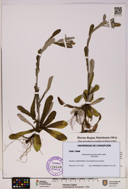 Gamochaeta americana [Espécimen: UDEC:CONC:0179399]