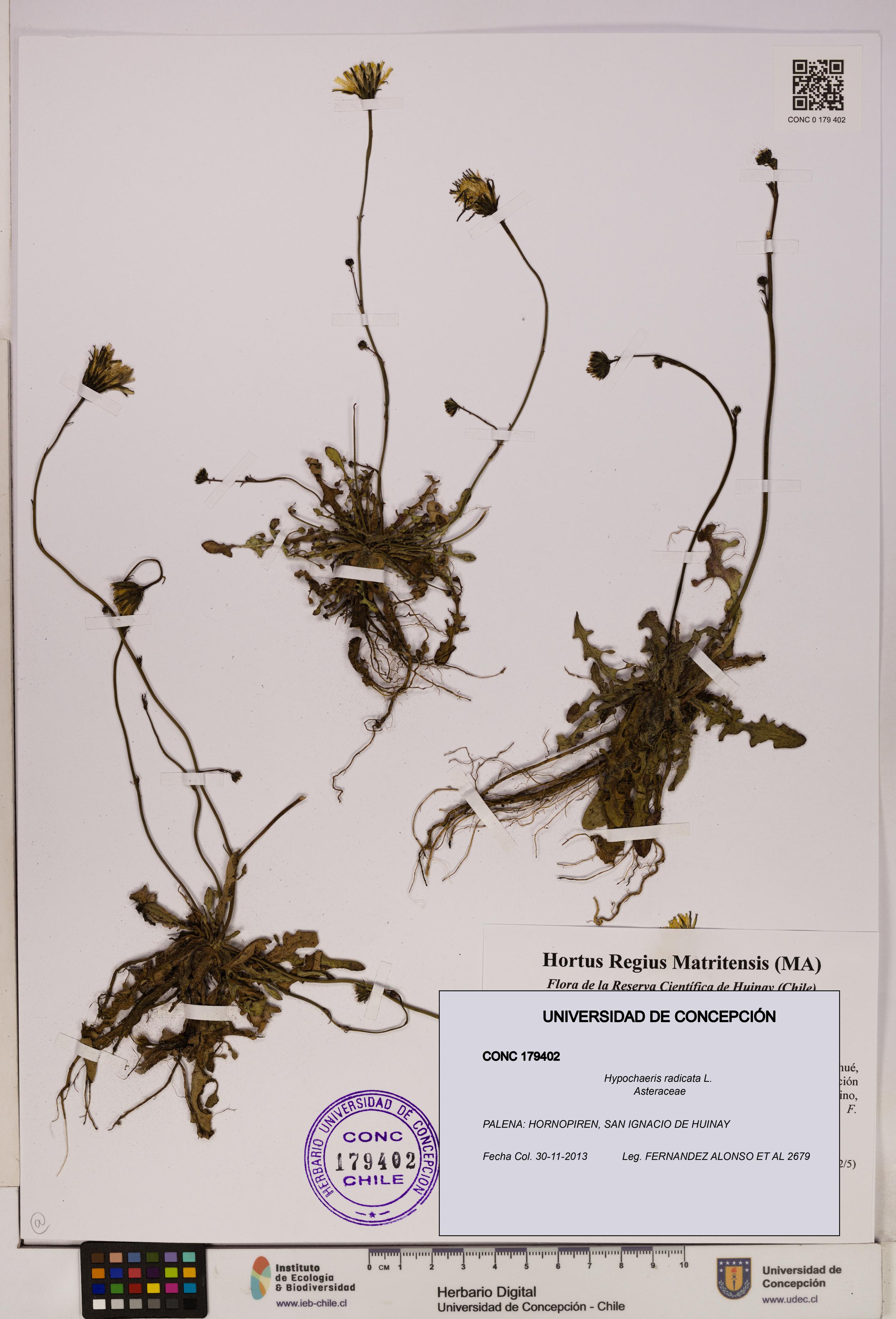 Hypochaeris radicata [Espécimen: UDEC:CONC:0179402]
