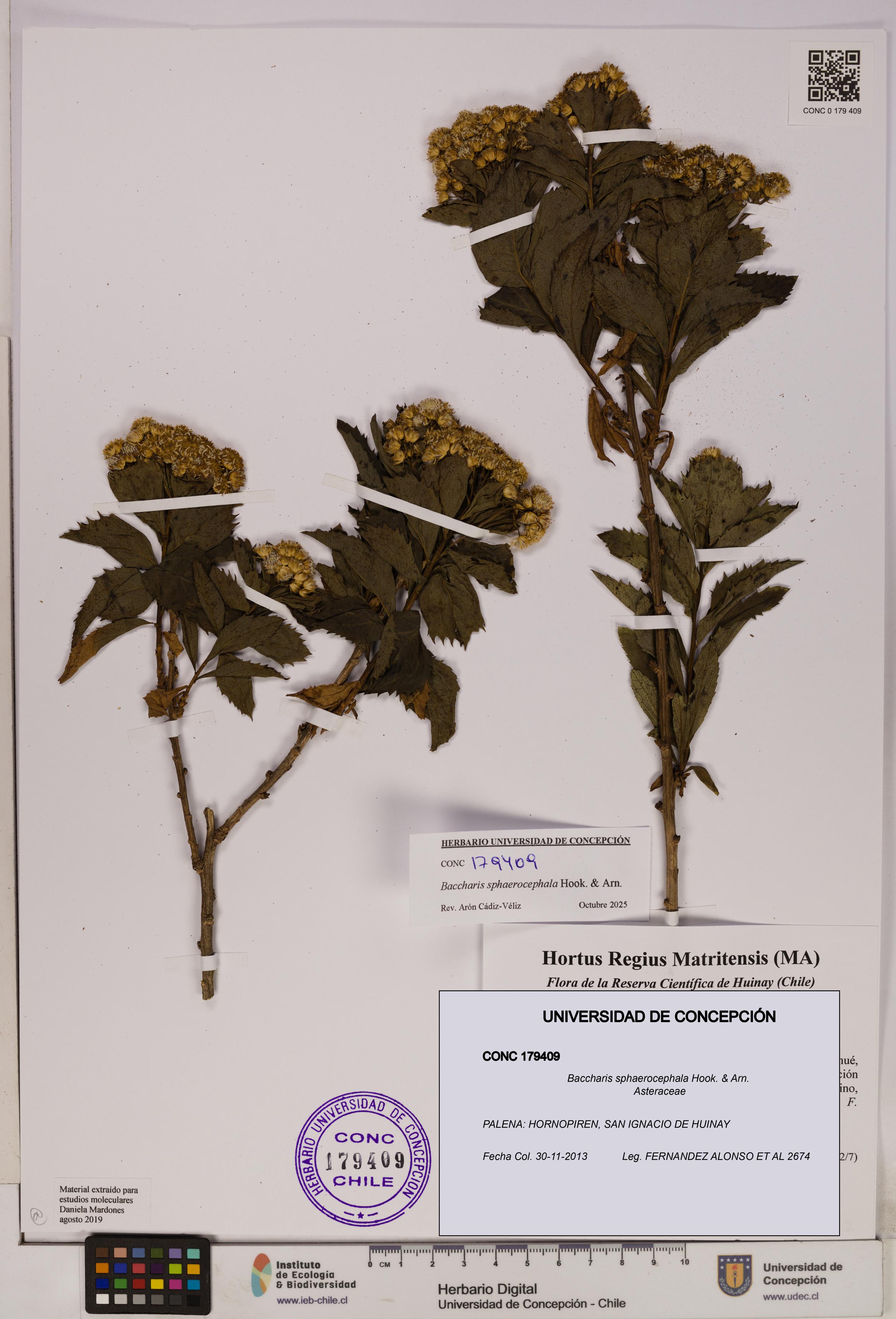 Baccharis sphaerocephala [Espécimen: UDEC:CONC:0179409]